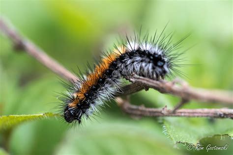 processionary caterpillar